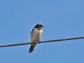 Hirundo rustica